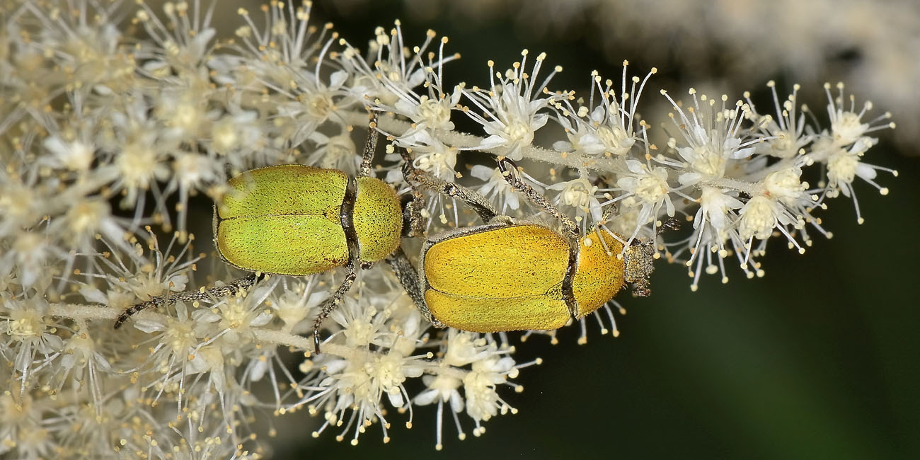 Rutelidae: Hoplia argentea anche loro?
